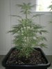 2012-06-22-196.jpg