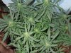 Mossys seeds 019.jpg