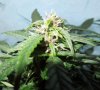 Mossys seeds 021.jpg