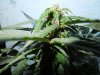 Mossys seeds 022.jpg