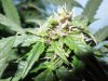 Mossys seeds 024.jpg