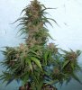 Mossys seeds 012.jpg