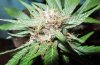 Mossys seeds 013.jpg