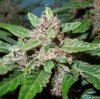 Mossys seeds 014.jpg