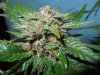 Mossys seeds 015.jpg