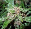 Mossys seeds 017.jpg