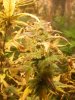 DSCF1068.JPG