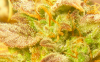 trichs.png