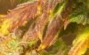 trichs2.png