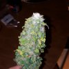20161107_042034.jpg