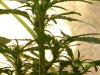 Next Grow N 013.jpg