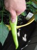 peppers3 005.JPG