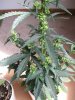 peppers4 004.JPG
