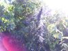 100_5191.jpg