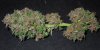 Mossys seeds 003.jpg