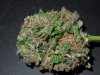 Mossys seeds 004.jpg