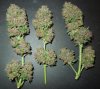 Mossys seeds 008.jpg