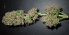 Mossys seeds 009.jpg