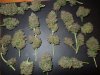 Mossys seeds 011.jpg