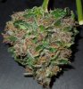 Mossys seeds 015.jpg