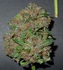 Mossys seeds 017.jpg