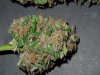 Mossys seeds 018.jpg