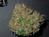 Mossys seeds 019.jpg