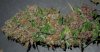 Mossys seeds 020.jpg