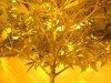 huge syrup branching.jpg