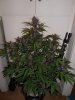 bushy p.k.jpg