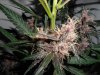 p.k bud.jpg