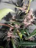 p.k buds.jpg