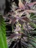 purple kush bud.jpg