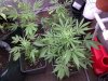 IMG-20120628-00093.jpg