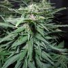 Mossys seeds 005.jpg