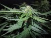 Mossys seeds 008.jpg