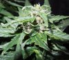 Mossys seeds 009.jpg