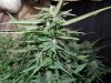 Mossys seeds 012.jpg