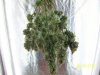 day63f.JPG