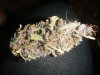 DSCF1129.JPG