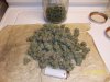 harvest2a.JPG