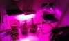 grow room.jpg