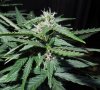 Mossys seeds 015.jpg