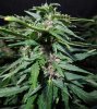 Mossys seeds 023.jpg