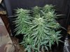 Mossys seeds 025.jpg