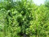 100_5238.jpg