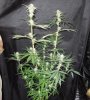 3rd MS Grow 001.jpg