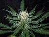 3rd MS Grow 013.jpg