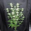 3rd MS Grow 016.jpg