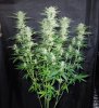 3rd MS Grow 036.jpg